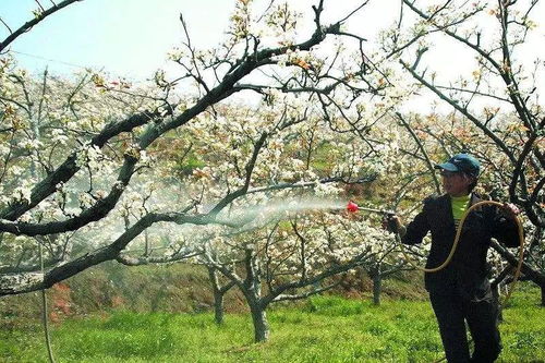 苹果花期,要做的工作不能落下