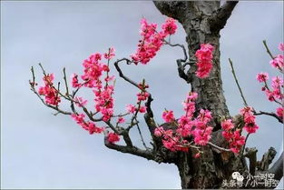 新年咏梅 香中别有韵,清极不知寒 咏梅诗,你最心仪哪首 