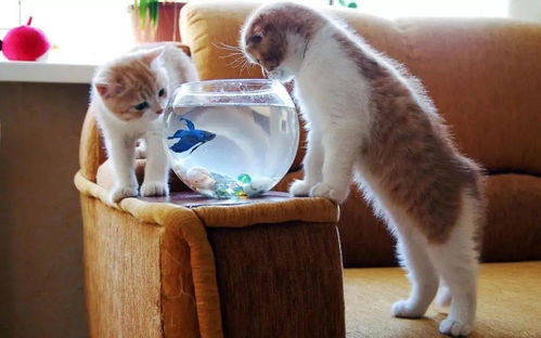 猫咪水碗里 滑溜溜 的东西是什么 生物膜了解一下
