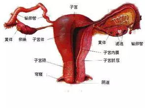 子宫写给每位女性的自白 关于我,你不知道的7件事......