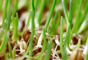 小麦苗的功效与作用 常吃一物解毒抗癌有奇效 五