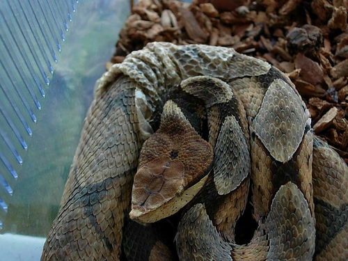 眼镜王蛇和五步蛇哪个厉害 哪个更毒 第一张是眼镜王蛇,第二张是五步蛇 