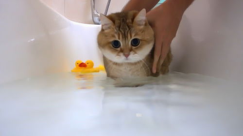 给小猫洗澡,这萌萌的表情实在太可爱了,镜头记录全过程 