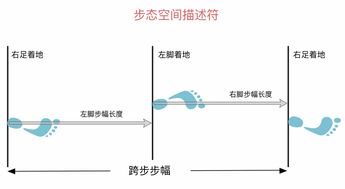 深度解读步频与步幅 看完数据你就明白合理跑姿应该是这样的