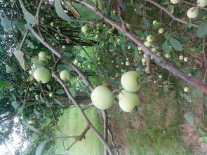 树上结了很多像小青苹果一样的果子,这是什么树 
