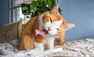 经常给猫食用猫薄荷对猫的身体有害么 