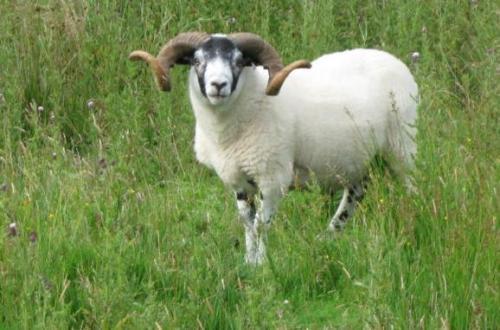 羊这种最人类最熟悉不过的动物,是如何进化成现在的样子的
