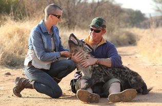 鬣狗从小被亲妈遗弃,被人捡回养大,70公斤猛兽温柔得像只小狗