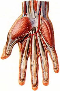 手动脉在哪里 要图的 