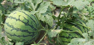 农民种植的新型西瓜名叫8424, 果肉红如玉, 一上市就遭到哄抢