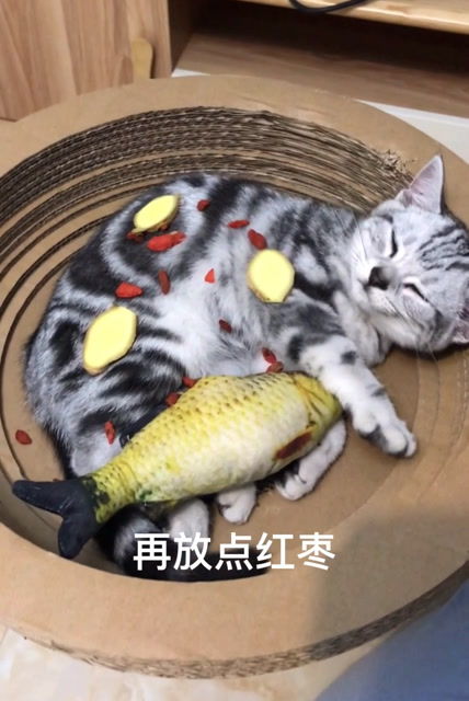 今晚猫炖鱼汤 
