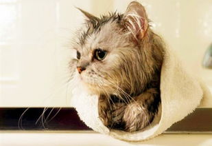 猫咪的毛发为什么干的 用什么沐浴露猫咪毛色好