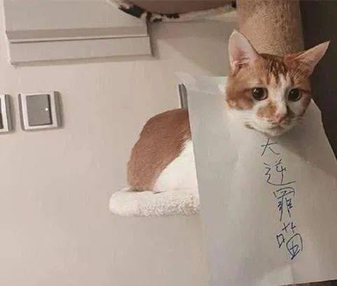 猫咪把电脑屏幕搞坏了,主人做纸枷锁惩罚它 谁家的猫像你一样