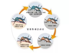 江苏多地发布预警 看到这种蚊子千万小心