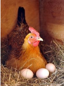 母鸡为什么会下蛋 
