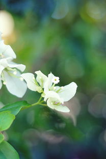 花草图片大全高清唯美（花草图片唯美 风景图片）