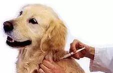 被狗咬该如何处理 什么情况需要打狂犬疫苗 没出血 家犬就不用打疫苗