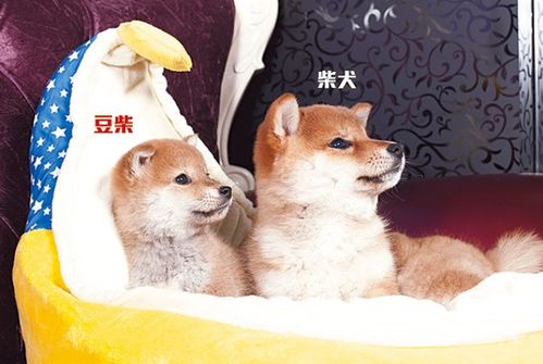 开工大吉 超治愈柴犬咖啡厅助你开年鸿运当头