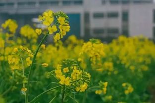 向阳花开范文;向阳花开和一路向阳的意义？