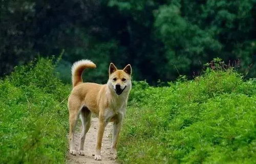 大连回应中华田园犬为何属禁养犬,土狗做错了什么