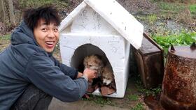 亚洲小哥给收养的流浪狗狗建一座地下别墅
