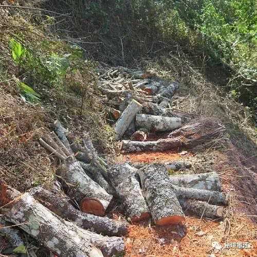 着了 镇沅男子砍了一颗红椿树在网上炫耀,结果 