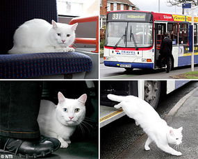 猫咪自搭公交车 上下站固定 
