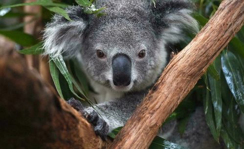 澳大利亚多地将考拉视为濒危物种 