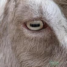 山羊的瞳孔是什么形状吧