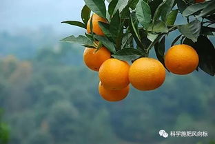 学会柑橘保鲜的方法,一年辛苦劳动不浪费