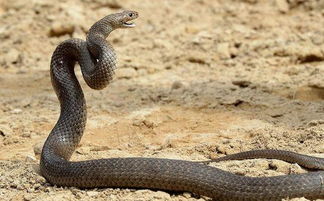 秒杀眼镜王蛇的存在,地表最毒,一口毒液可毒死超过百个成人