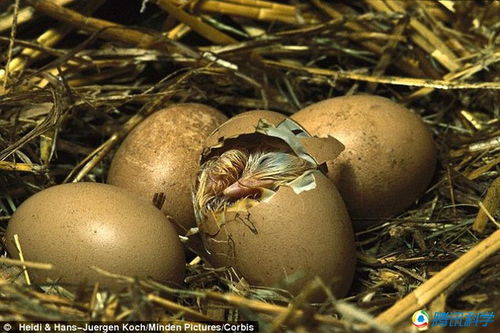 科学家制作透明蛋壳观察鸟蛋孵化 