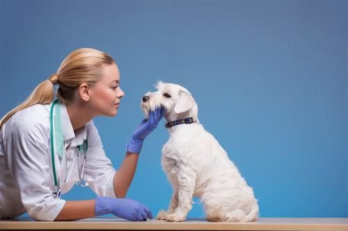 去宠物医院看病的狗狗,为什么看到女宠物医生和护士会更温顺呢