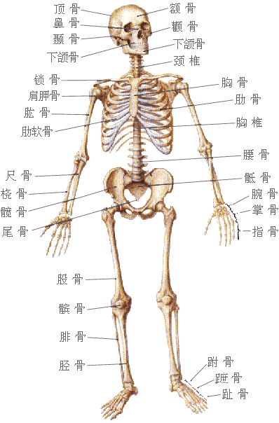 人的身上有多少块骨头 是不是男女都一样多呢 