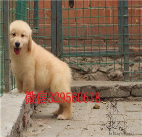 重庆金毛多少钱一只 重庆哪里有卖金毛犬 双血统金毛犬出售