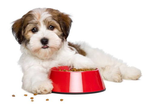 1个月大的小狗狗能吃粥吗 