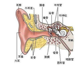 左耳朵痒吉凶预兆,经常觉得耳朵痒？或暗示身体已有3种情况出现，切莫忽视