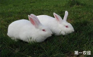 肉兔要怎么养 提高肉兔养殖效益的方法介绍