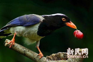 红嘴蓝鹊是几级保护 