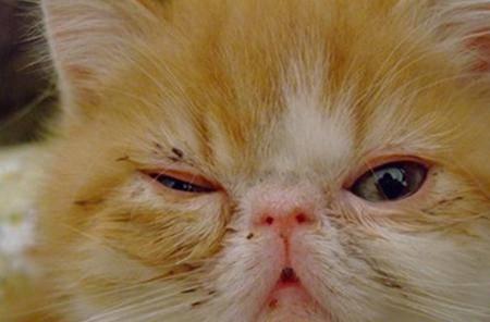 养猫经验 猫咪眼睛发炎用什么药