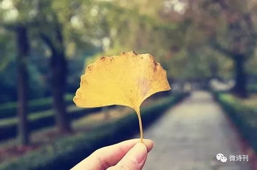 关于秋天的诗句或俗语如一叶落什么
