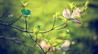 关于春天景物的诗句有哪些