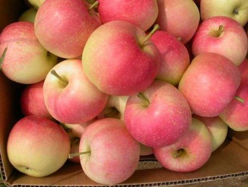 蘋果放冰箱里凍半年還能吃嗎