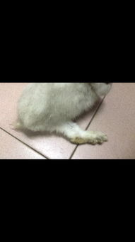 白兔脚受伤了 