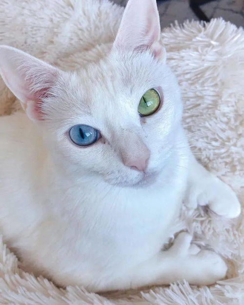 一只被遗弃的残疾双色瞳孔猫,被新主人收养后,摇身一变成网红