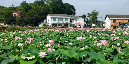 湖南岳阳平江安定镇