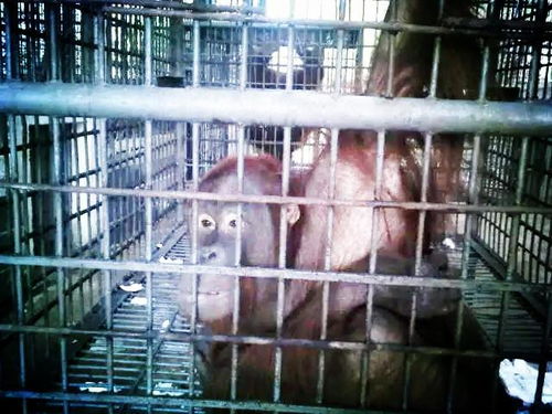 被人囚禁侵犯6年的猩猩 驯化过程残忍,武力解救后无法正常生活