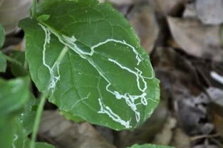 瓜菜斑潜蝇的为害特点、症状及防治措施,用甲拌磷防治斑潜蝇怎么样