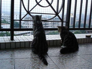 为什么高层养猫要封窗封阳台 猫会坠楼吗
