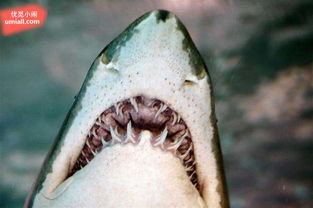 鲜为人知 16个关于鲨鱼的冷知识 